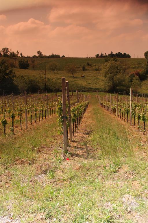 Agriturismo Le Casette Castelvetro di Modena Eksteriør bilde